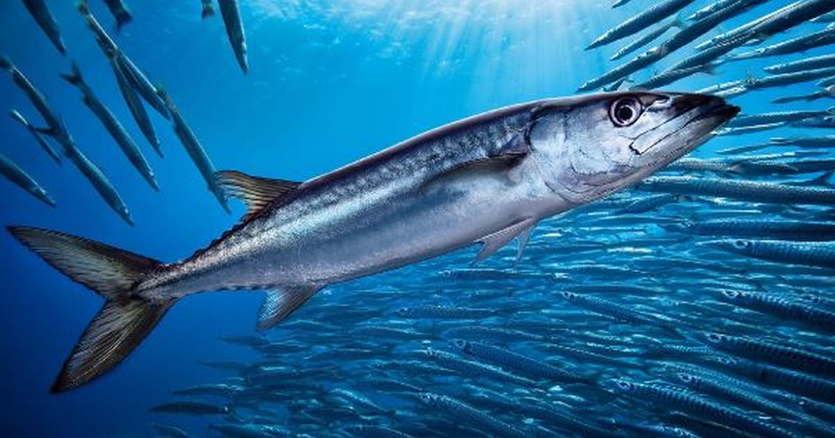 海中を泳ぐさんまと魚の群れ