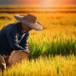 コシヒカリの収穫風景、概算金3千円増額で新米価格に影響