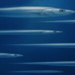 太刀魚が泳ぐ群れのイラスト