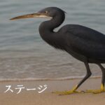 「好きな女の子を選んで」LINE詐欺で1040万円被害の衝撃実態 海辺を歩く黒いサギの写真。サイト共通イメージとして一時使用中。