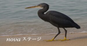 海辺を歩く黒いサギの写真。サイト共通イメージとして一時使用中。