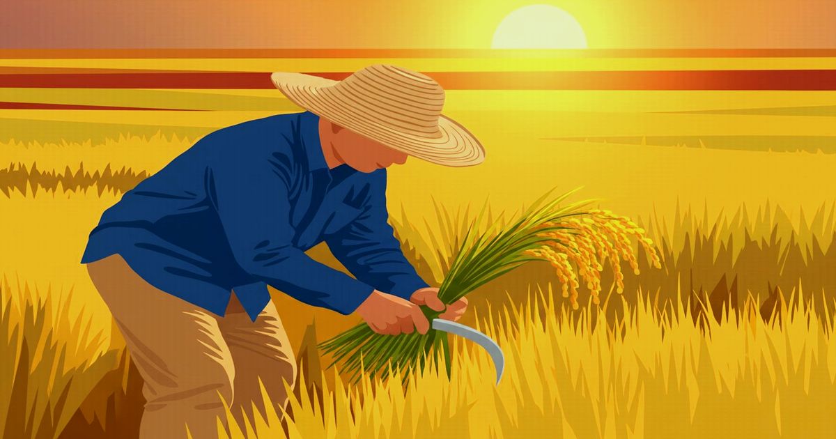 夕日を背に稲穂を手刈りする農家の男性のイラスト。黄金色の田んぼが広がる秋の収穫風景。
